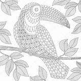 Coloring Toucan Adult Antistress Stock Illustration Book Vector Depositphotos sketch template