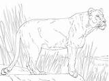 Lioness Coloring Pages Lion sketch template