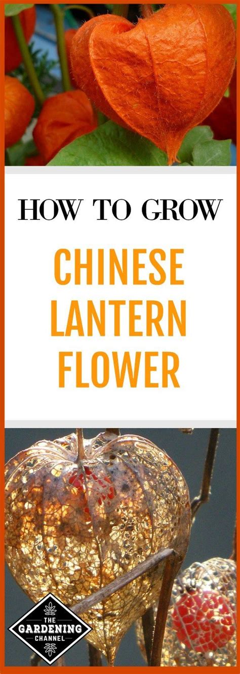 grow chinese lantern flower physalis alkekengi growing winter