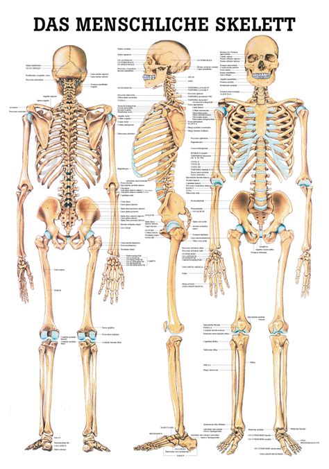 das menschliche skelett im yogistarcom kaufen yoga zubehoer