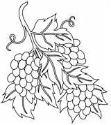 Coloring Grapes Grapevine sketch template