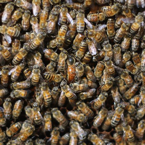 6 Things You Didn T Know About Queen Bees Beekeeping Like A Girl