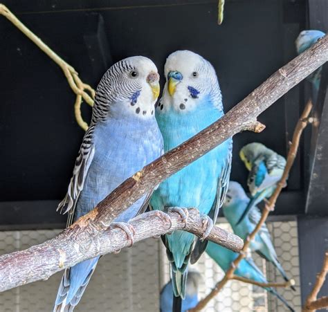 parakeets  thriving  martha stewart blog