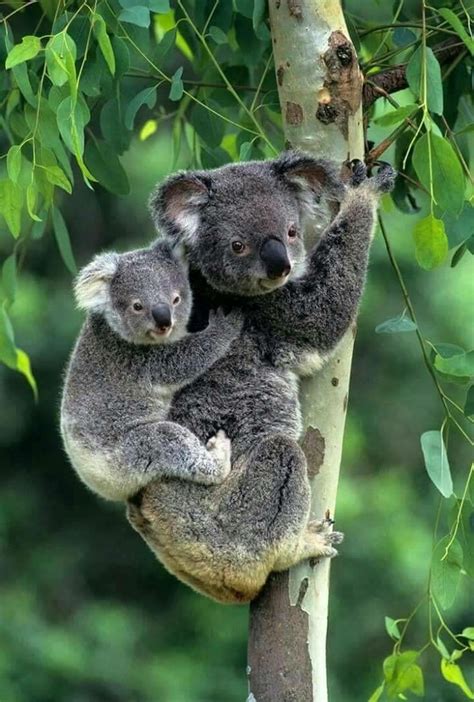love family koala koala bebe koalas tiernos