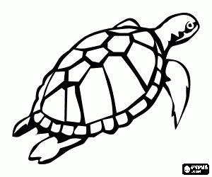 sea turtle swims   surface coloring  printable
