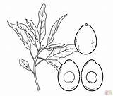 Avocado Coloring Pages Section Cross Branch Whole Printable Avacado Supercoloring Grows Popular Drawing Template sketch template