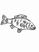 Coloring Carp Pages Fish Printable Recommended sketch template