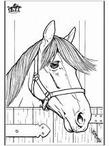 Coloring Horse Pages Head Horses Af Visit Animals Sheets sketch template