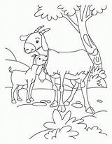 Goats Pygmy sketch template