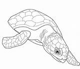 Coloring Turtle Pages Turtles Sea Colouring Printable Adult Adults Kids Print Popular Coloringhome sketch template