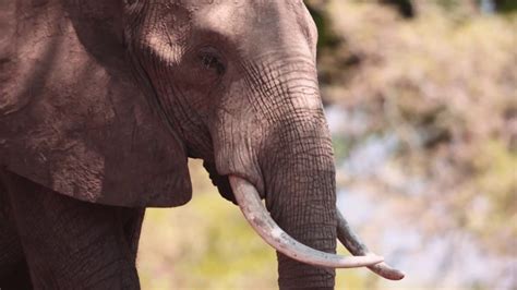 hope  zimbabwes elephants alive youtube