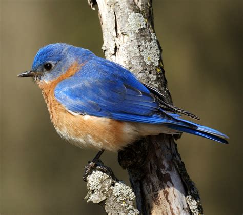birds   world eastern bluebird