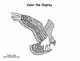 Osprey Coloring sketch template