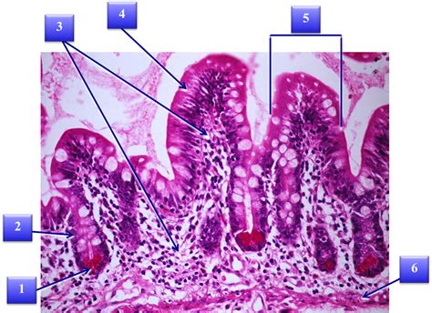 sos biologia celular  tisular digestivo intestino  histology   digestive tract intestine