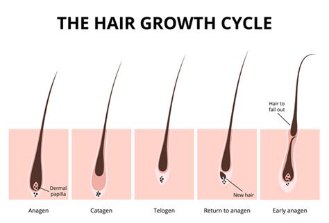 understanding hair loss st louis