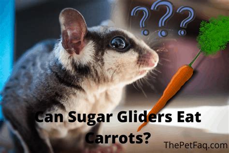 sugar gliders eat carrots  crucial precautions   thepetfaq