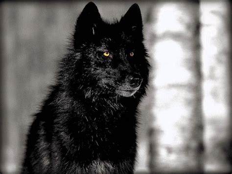 black wallpapers  wolf wolf wallpaperspro