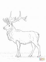 Buck Cervo Stag Doe Animal Reindeer Deers sketch template