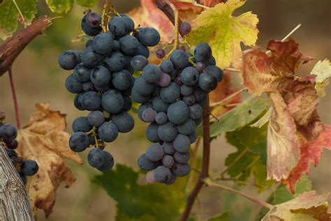 images grape vineyard fruit food harvest produce autumn