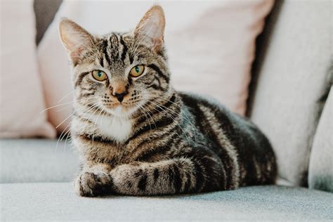 11 fun facts about tabby cats that you will love catastic