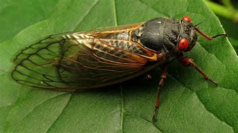 Cicadas Myths Debunked You Can Eat Them And They Don T Bite