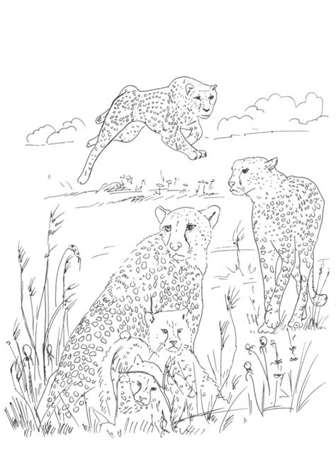 cheetah coloring pages  print xbm