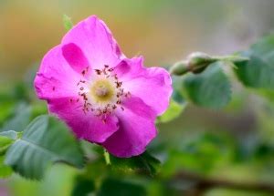 heckenrose heilpflanze rosa canina  forum naturheilkunde