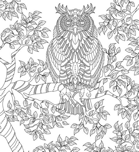 owl coloring pages   printable  verbnow