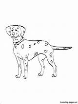 Coloring Dalmatian Dalmation Pages Color Dog Para Getcolorings Getdrawings Freecoloringpages sketch template