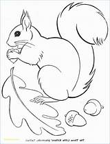 Herbst Eichhornchen Ausmalbilder Malvorlagen Eichhörnchen Coole Drucken sketch template