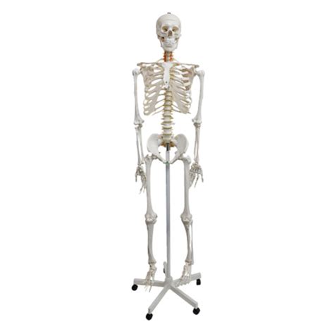 human skeleton natural size realityworks