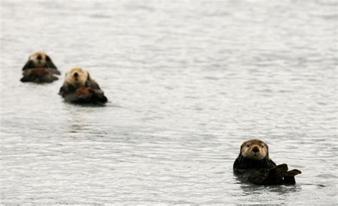 return of sea otters to b c coast worth millions but not everyone