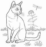 Coloring Cat Pages Adults Cats Printable Devon Rex Bombay Drawing Curious Kids Designlooter Supercoloring Choose Board sketch template