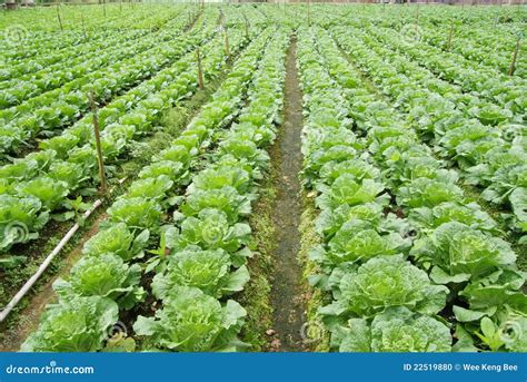 vegetable farm stock photo image  organic crop agriculture