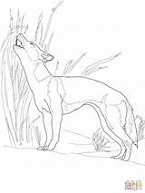 Coloring Dog Wild African Pages Singing Guinea Dhole Dogs Drawing Hunting Animal Printable Draw Color Getdrawings Painted Getcolorings Fossil Living sketch template