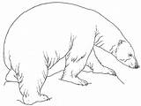 Polar Bear Coloring Pages Realistic Color Bears Printable Kids Ours Coloriage Dessiner Drawing Line Octave Getcolorings Getdrawings Popular sketch template