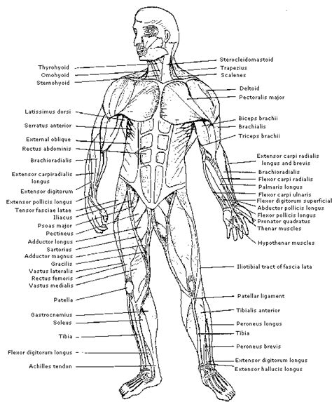 human muscles biology coloring page coloring home