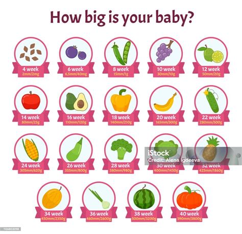 infographics  big   baby stock illustration  image