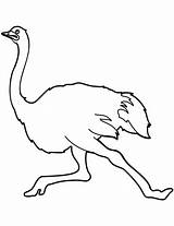 Ostrich Coloring Running Pages Drawing Categories sketch template