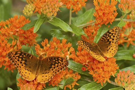 butterfly weed plant care growing guide
