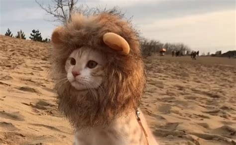 species alert adorable lion cat cats  cancer