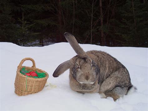 wwwgosaunetat osterhasengeschichte