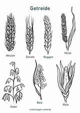 Getreide Getreidearten Arten Unterscheiden Unterschiede Vorlage Malvorlagen Malvorlage Trinken Seite sketch template