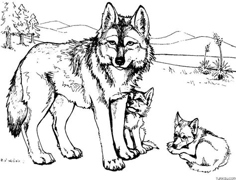 realistic wolf animal coloring pages turkau