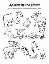 Coloring Animals Forest Pages Arctic Habitat Polar Animal Sheets Habitats Sorts Printable Color Printables Print Desert Biomes Getcolorings Science Getdrawings sketch template