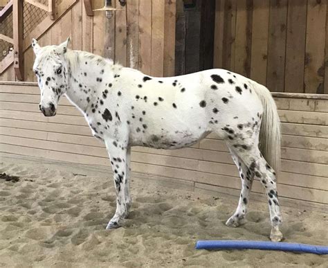 appaloosa horse breed information history  pictures