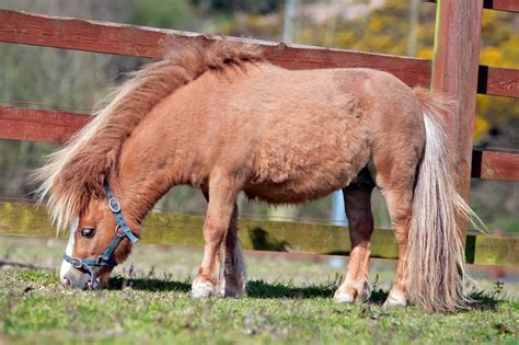 miniature horse youll find solid coats pintos