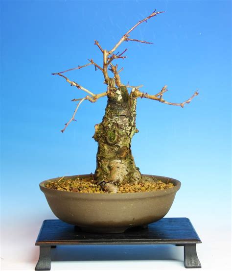 shohin hawthorn progession in 2020 bonsai bonsai pots