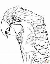 Arara Macaw Ara Tegninger Voando Vermelha Parrot Supercoloring Kategorier sketch template