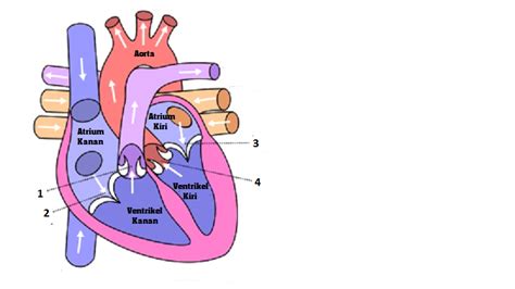 gambar jantung manusia anatomi  struktur jantung manusia biologi